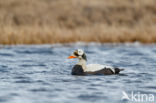 Spectacled Eider (Somateria fischeri)