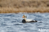 Spectacled Eider (Somateria fischeri)