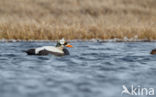 Spectacled Eider (Somateria fischeri)