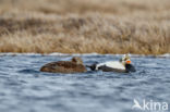 Spectacled Eider (Somateria fischeri)