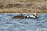 Spectacled Eider (Somateria fischeri)