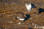 Grijze Strandloper (Calidris pusilla)