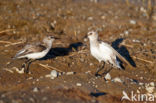 Grijze Strandloper (Calidris pusilla)