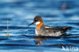 Red-necked Phalarope (Phalaropus lobatus)
