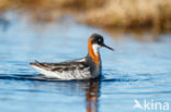 Grauwe Franjepoot (Phalaropus lobatus)