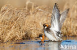 Red-necked Phalarope (Phalaropus lobatus)