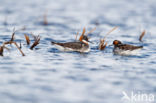 Red-necked Phalarope (Phalaropus lobatus)