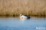 Steller s Eider (Polysticta stelleri)