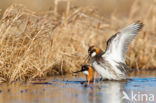 Grauwe Franjepoot (Phalaropus lobatus)