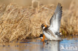 Red-necked Phalarope (Phalaropus lobatus)