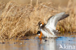 Grauwe Franjepoot (Phalaropus lobatus)