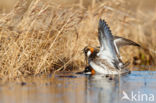 Red-necked Phalarope (Phalaropus lobatus)