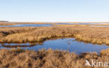 Red-necked Phalarope (Phalaropus lobatus)