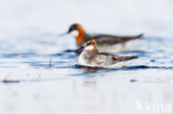 Red-necked Phalarope (Phalaropus lobatus)