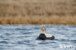 Spectacled Eider (Somateria fischeri)