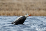 Spectacled Eider (Somateria fischeri)