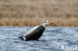 Spectacled Eider (Somateria fischeri)