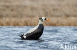 Spectacled Eider (Somateria fischeri)