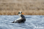 Spectacled Eider (Somateria fischeri)