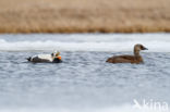 Spectacled Eider (Somateria fischeri)