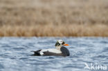 Spectacled Eider (Somateria fischeri)