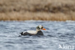 Spectacled Eider (Somateria fischeri)