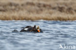 Spectacled Eider (Somateria fischeri)