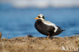 Spectacled Eider (Somateria fischeri)