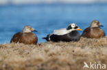 Spectacled Eider (Somateria fischeri)