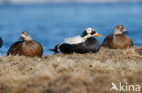 Spectacled Eider (Somateria fischeri)