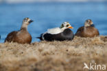 Spectacled Eider (Somateria fischeri)