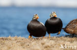 Spectacled Eider (Somateria fischeri)