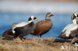 Spectacled Eider (Somateria fischeri)