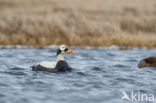 Spectacled Eider (Somateria fischeri)