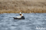 Spectacled Eider (Somateria fischeri)