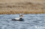 Spectacled Eider (Somateria fischeri)