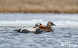 Spectacled Eider (Somateria fischeri)