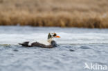 Spectacled Eider (Somateria fischeri)