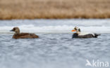 Spectacled Eider (Somateria fischeri)