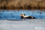 Spectacled Eider (Somateria fischeri)