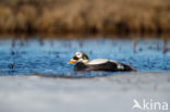 Spectacled Eider (Somateria fischeri)