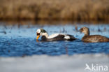 Spectacled Eider (Somateria fischeri)