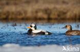 Spectacled Eider (Somateria fischeri)