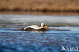 Spectacled Eider (Somateria fischeri)