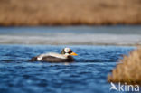 Spectacled Eider (Somateria fischeri)