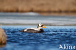 Spectacled Eider (Somateria fischeri)