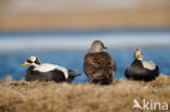 Spectacled Eider (Somateria fischeri)