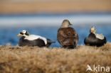 Spectacled Eider (Somateria fischeri)