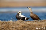 Spectacled Eider (Somateria fischeri)