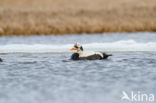 Spectacled Eider (Somateria fischeri)